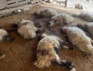 Başıboş köpekler ahırdaki 19 kuzuyu telef etti