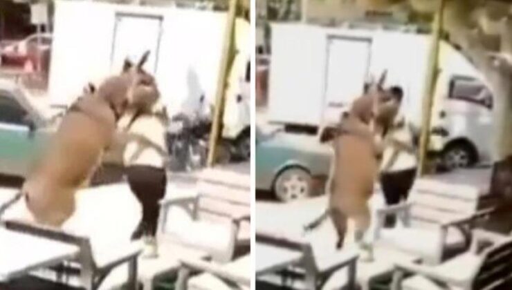 Eşeğin üzerine atladığı vatandaş, dükkana kaçarak güç kurtuldu