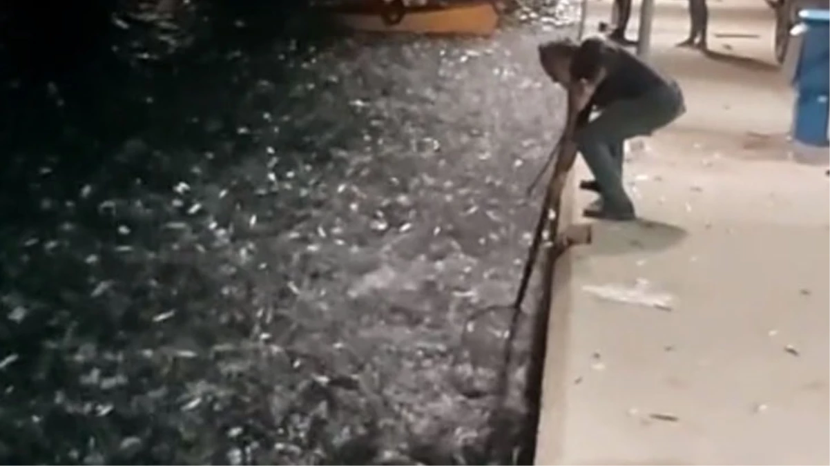 Yunanistan’da kıyıya vuran binlerce sardalyayı mahallî halk topladı