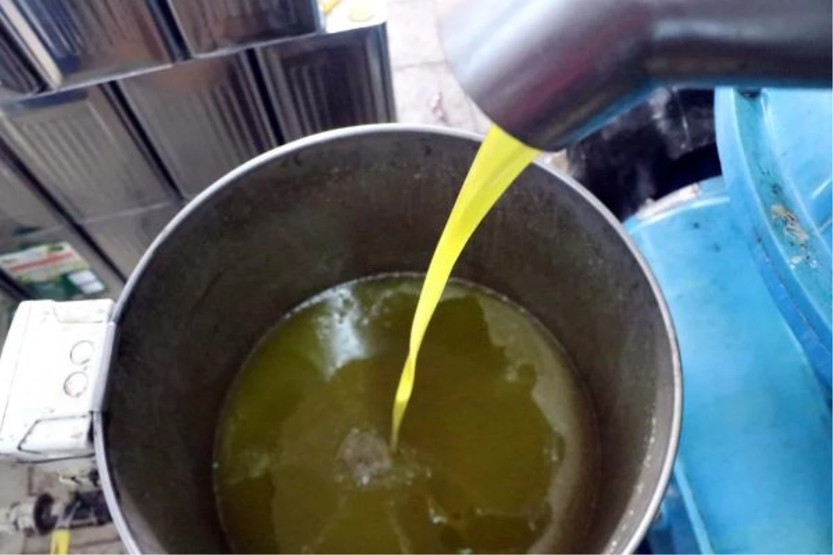 Gaziantep’te Zeytin Üretiminde Yüzde 50 Düşüş Yaşandı