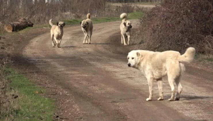 Başıboş sokak köpekleri düzenlemesi Meclis’te kabul edildi