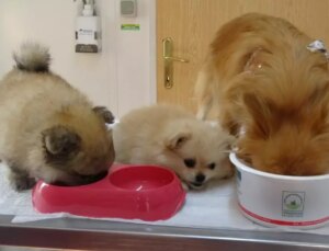 Erkek arkadaşı konuta saklı kamera yerleştirdi, köpeklere azap ettiği ortaya çıktı