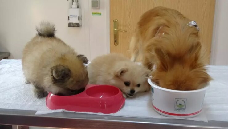 Erkek arkadaşı konuta saklı kamera yerleştirdi, köpeklere azap ettiği ortaya çıktı