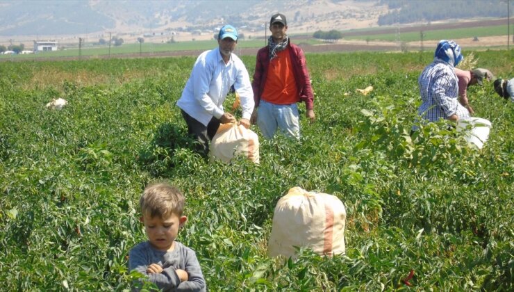 Gaziantep İslahiye’de Kırmızı Biber Hasadı Başladı