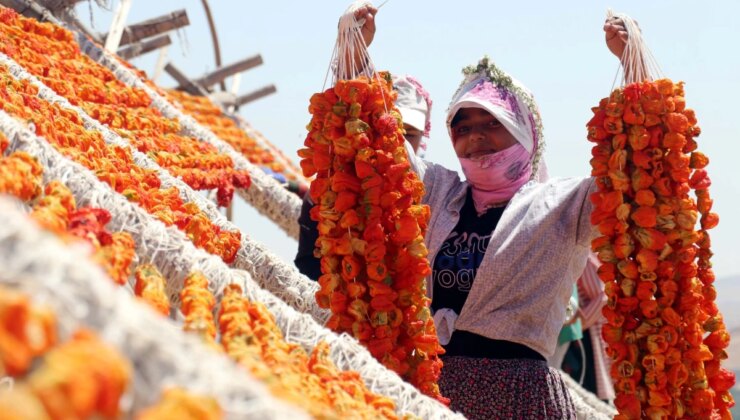 Gaziantep’te Kurutmalık Sebzelerin Hazırlığı Başladı