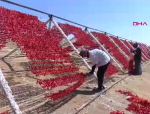 Gaziantep’te Kurutmalık Sebzelerin Üretimi Artıyor