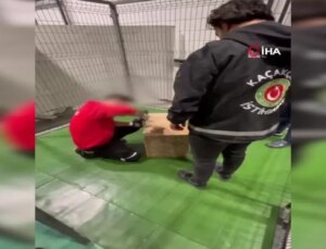 İstanbul Havalimanı’nda Kuşağı Tükenmekte Olan Goril Yavrusu Yakalandı